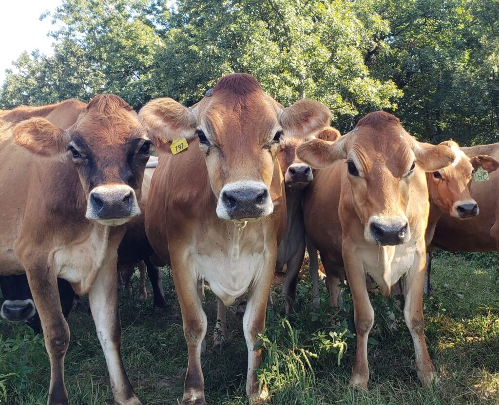 home-hill-top-jerseys