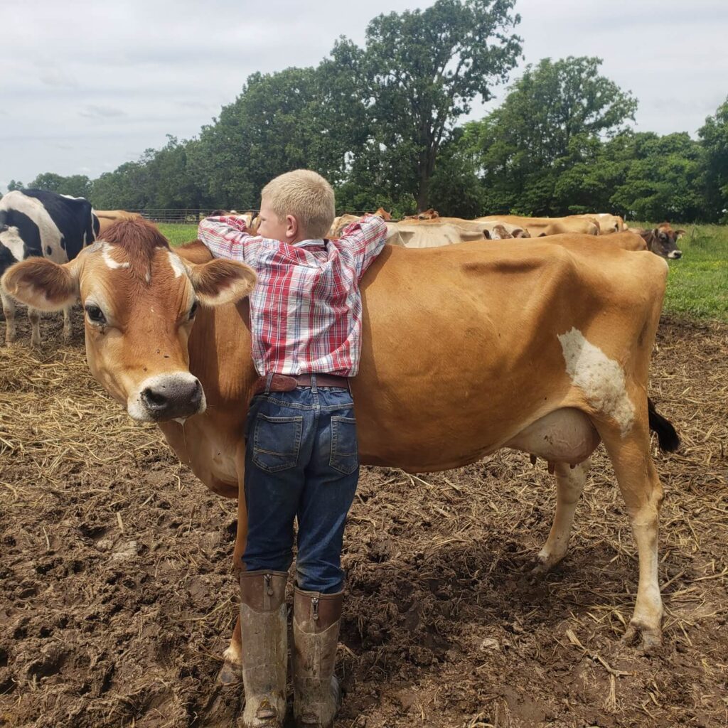 Jersey cow with kids