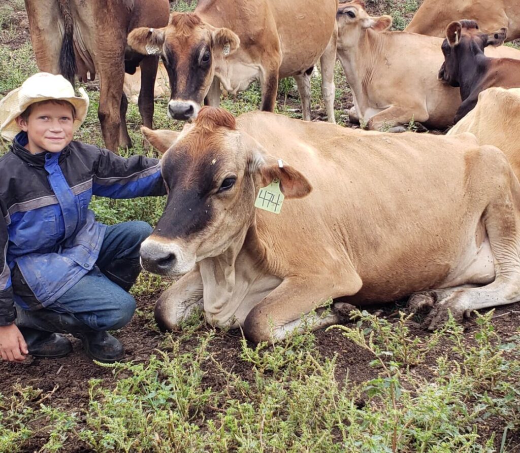 Jersey cow with kids