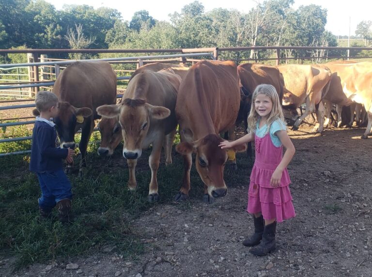 Jersey cow with kids