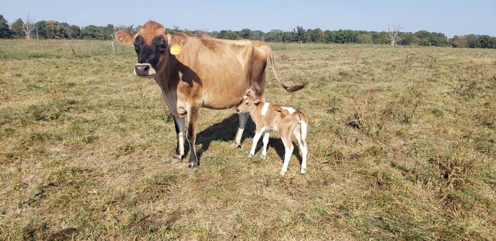 Jersey_cow_and_calf
