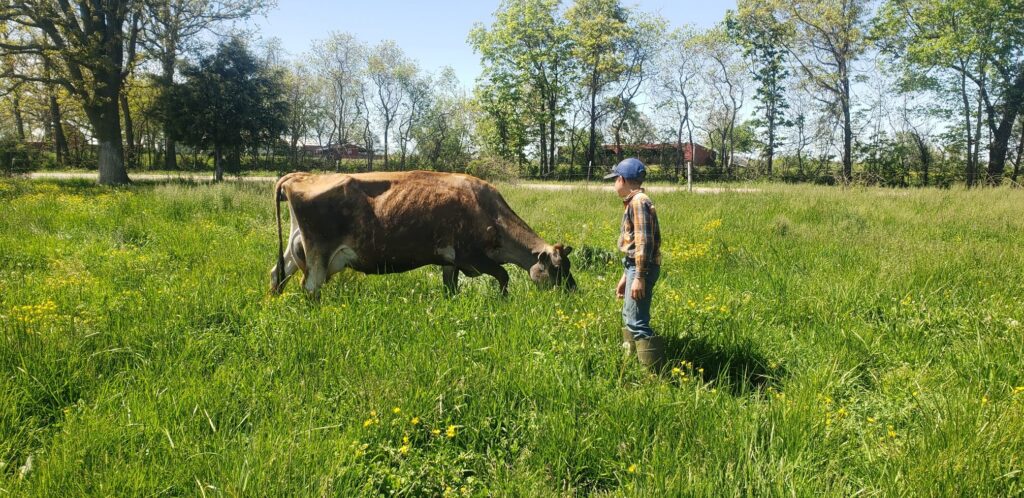 Jersey_milk_cow_for_sale