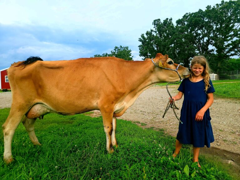A2A2_Jersey_milk_cow