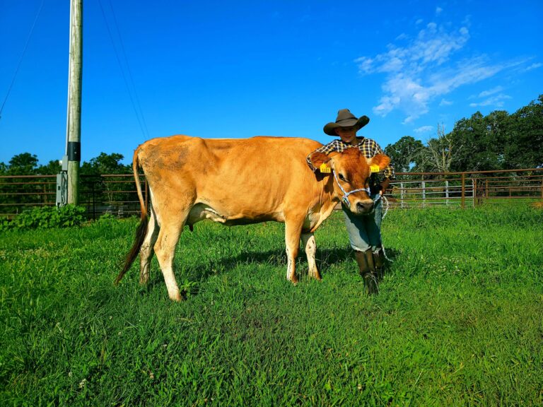 family_Jersey_milk_cow
