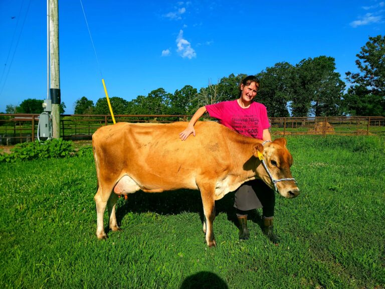 A2A2_Jersey_milk_cow