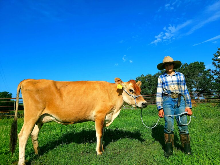 A2A2_Jersey_milk_cow