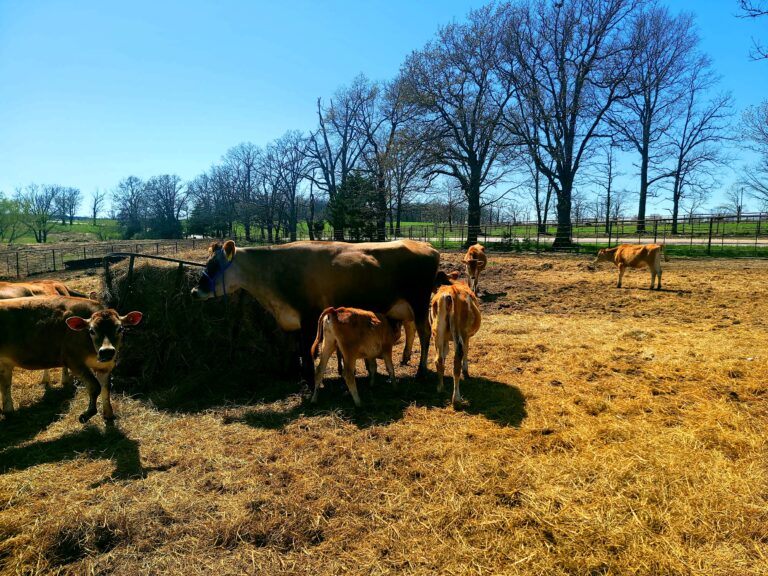 Cow_with_calves