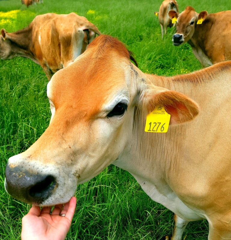 How_to_choose_your_cow